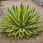 Agáva hrebeňovitá (Agave Lophantha) ´QUADRICOLOR´ - výška 20-30 cm, Ø 50-60 cm, kont. C50L (-6°C)